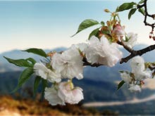 �T���v��4